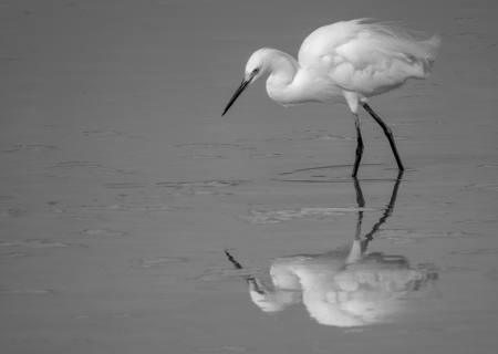 Snowy Egret Reflection
