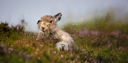 Shaking Off The Off The Rain