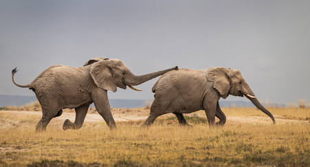 Elephant Courtship