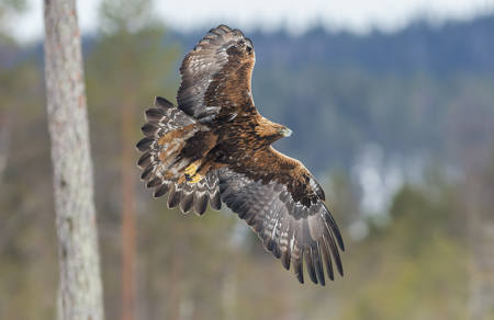 Golden Eagle In Flight