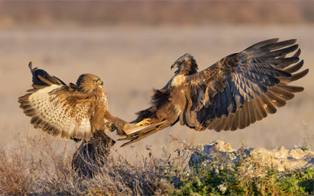 Buzzard And Marsh Harrier Dispute