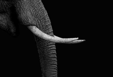 Elephant Tusks