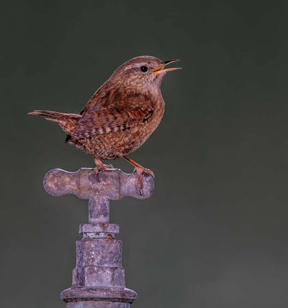 Singing Wren