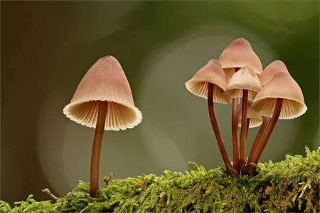 Mycena