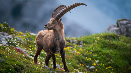 King Of The Mountains