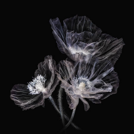 Three Translucent Poppies