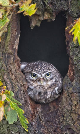 Little Owl In Nest Hole