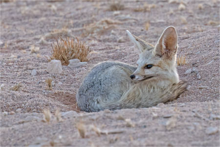 Cape Fox - Namib Desert