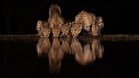 Cheetah Family Drinking At Night