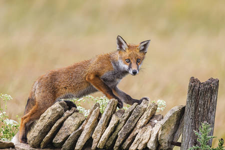 Inquisitive Fox