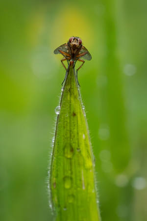 Fly On A Blade Of Grass
