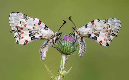 Roosting Eastern Festoons