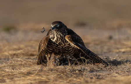 Hawk And Prey