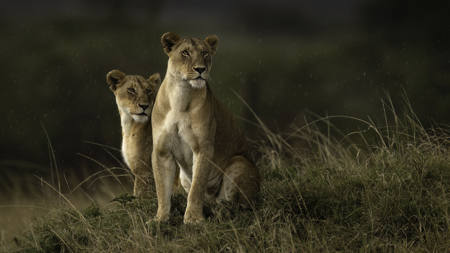 Lionesses