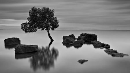 Deception Bay Lone Mangrove