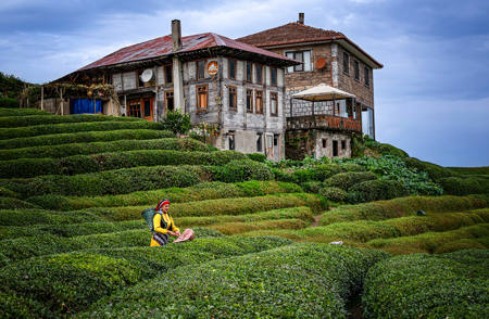 Çay Plantasyonu