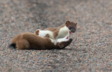 Playful Stoats