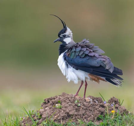 Lapwing