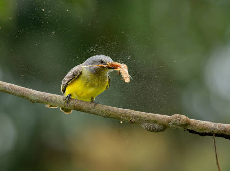 Tropical King Bird 4357