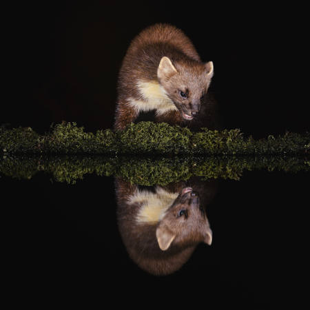 Wild Pine Marten Reflected