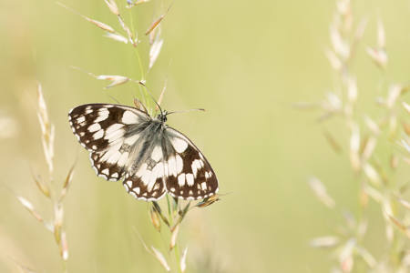 Marbled White On Tall Oat Grass