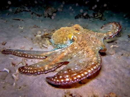 Giant Octopus