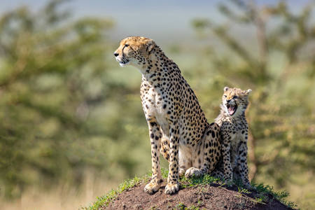Cheetahs On Mound