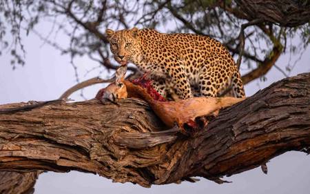Leopard In Tree With Kill
