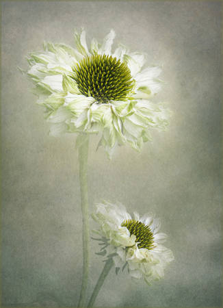 Delicate Coneflowers