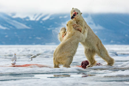 Bloody Polar Bears