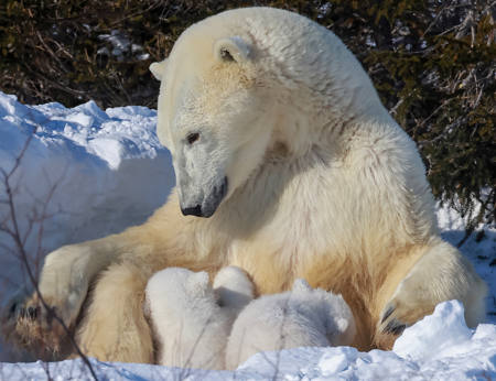 Polar Cubs Feeding