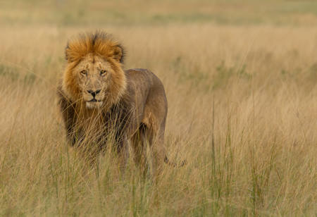 Lion In Savannah Grasses