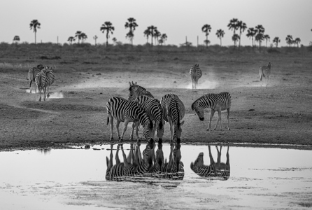 Zebras41