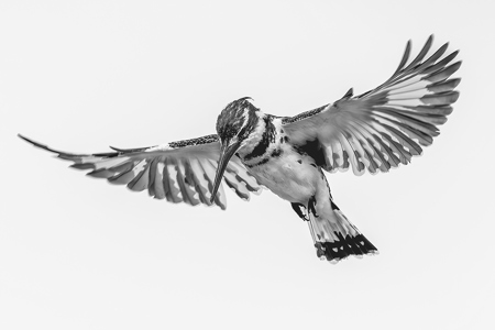 Pied Kingfisher