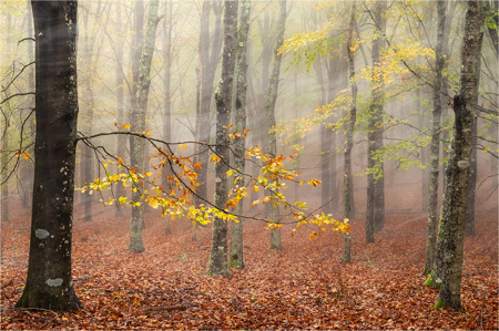 Autumn Leaves
