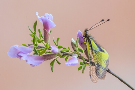 Libelloides Schaeffer