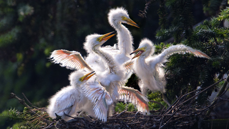 Egret C11