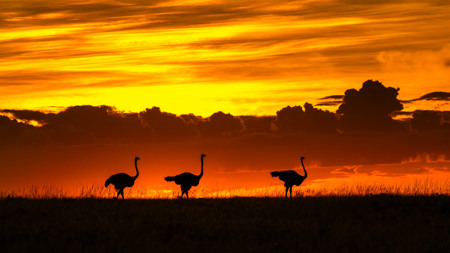 Sunset At Mara
