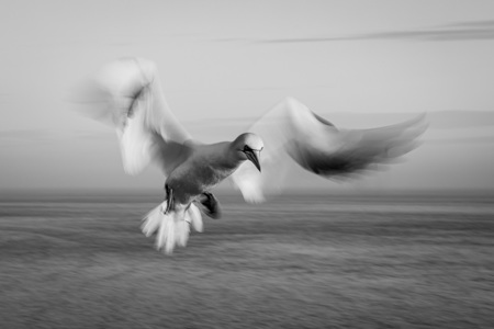 Flightnortherngannet