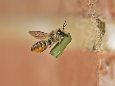 Patchwork Leafcutting Bee