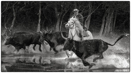 Stampede
