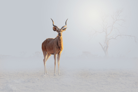 Kudu 1