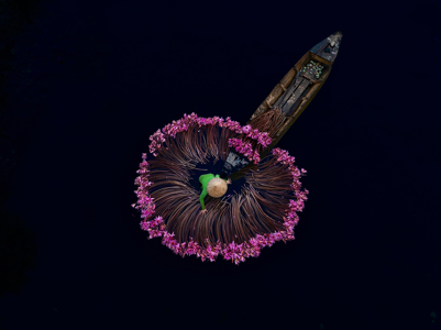 View on Lightbox Lilies Mekong Delta River