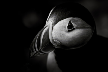Puffin In Portrait