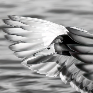 Mallard 08351