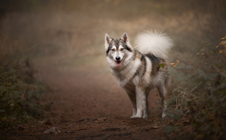 Husky In The Woods