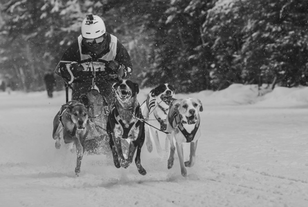 Dogsled  101