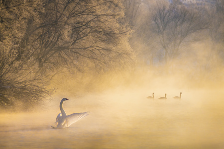 Swan Lake