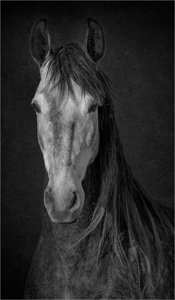Portrait Of A Dapple Grey