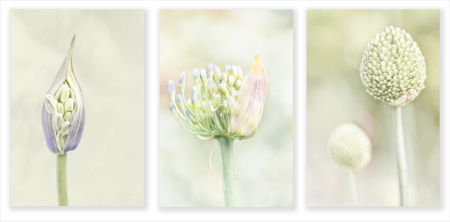 Emerging